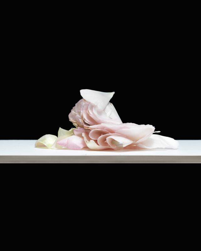 Petals
