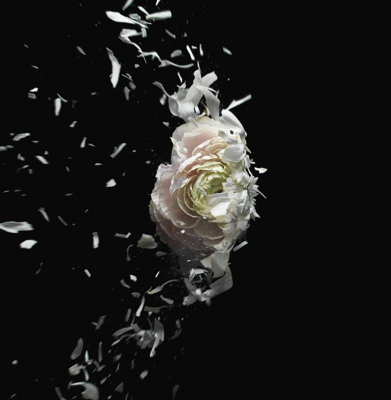 Flower Explosion