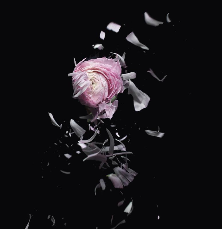 Flower Explosion