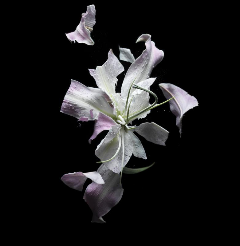 Flower Explosion