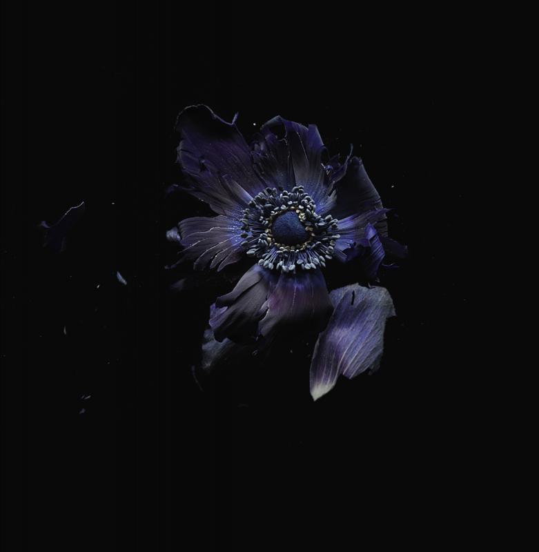 Flower Explosion