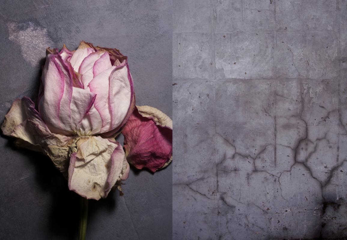 Bloom Petal Palette