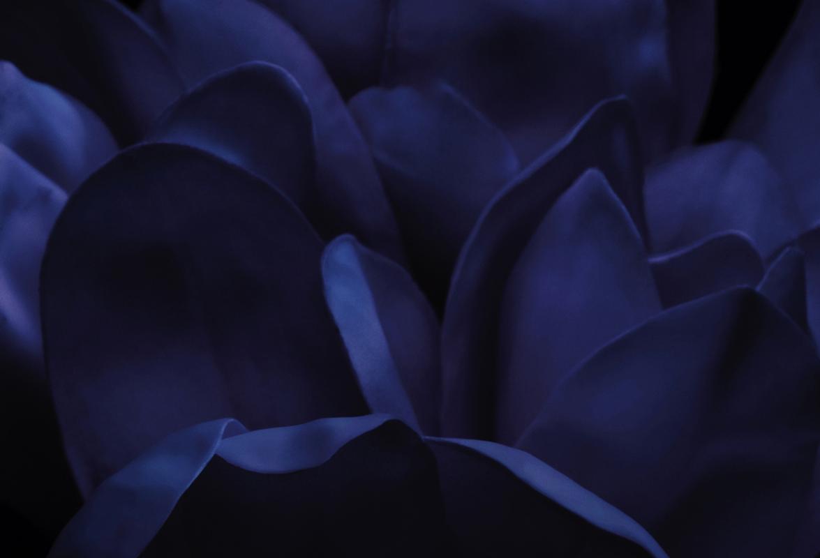 Blue petals