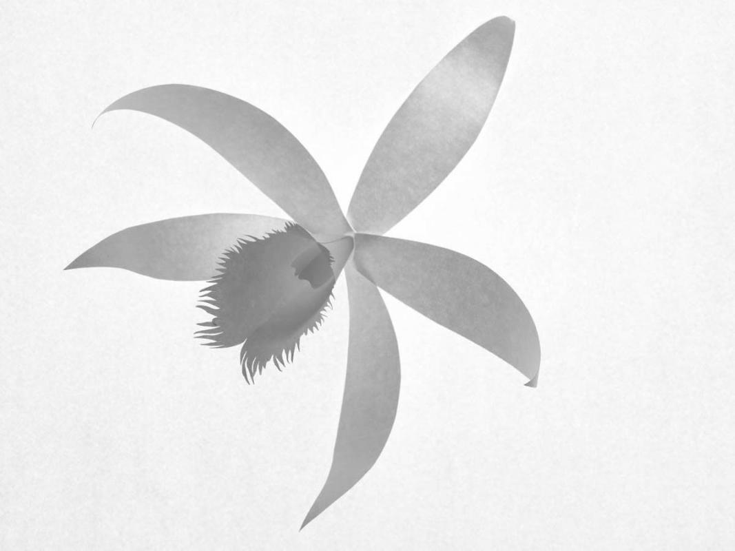 PaperOrchids / Personal work