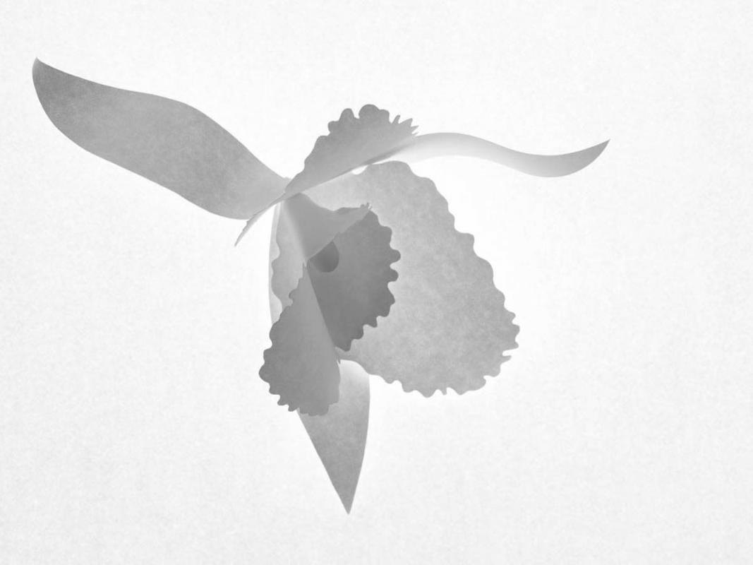 PaperOrchids / Personal work