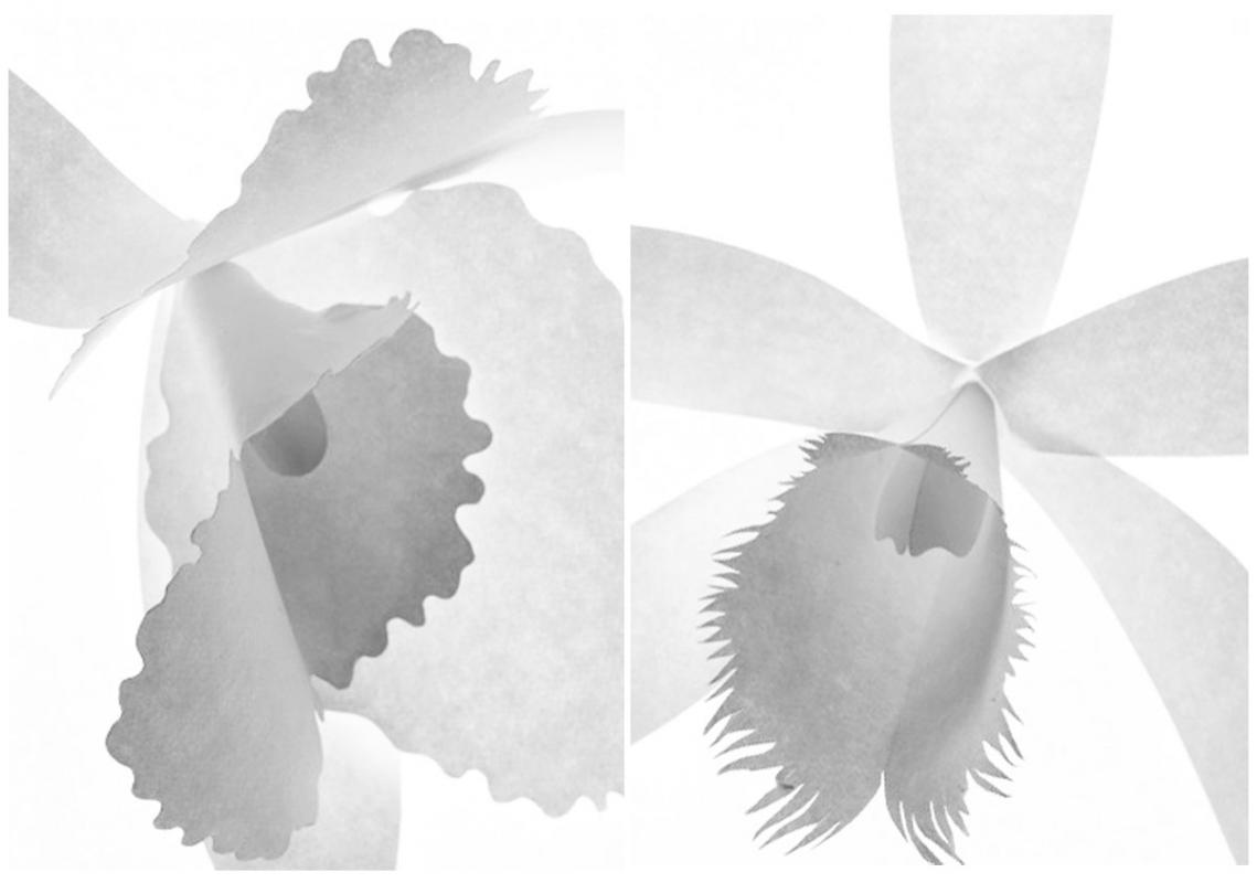PaperOrchids / Personal work
