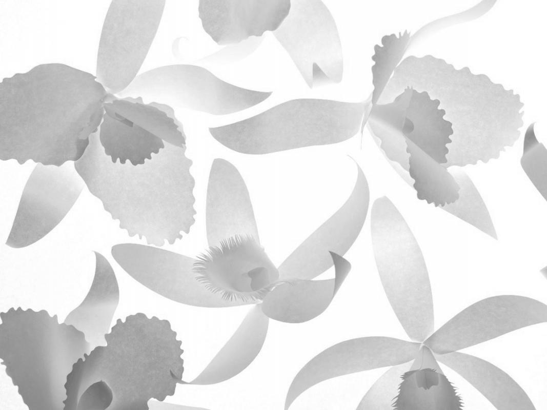 PaperOrchids / Personal work