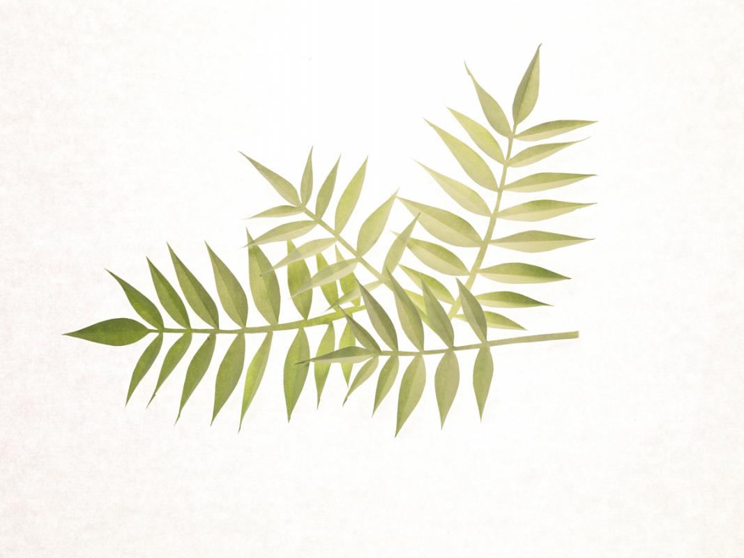 PaperGrass / Personal work