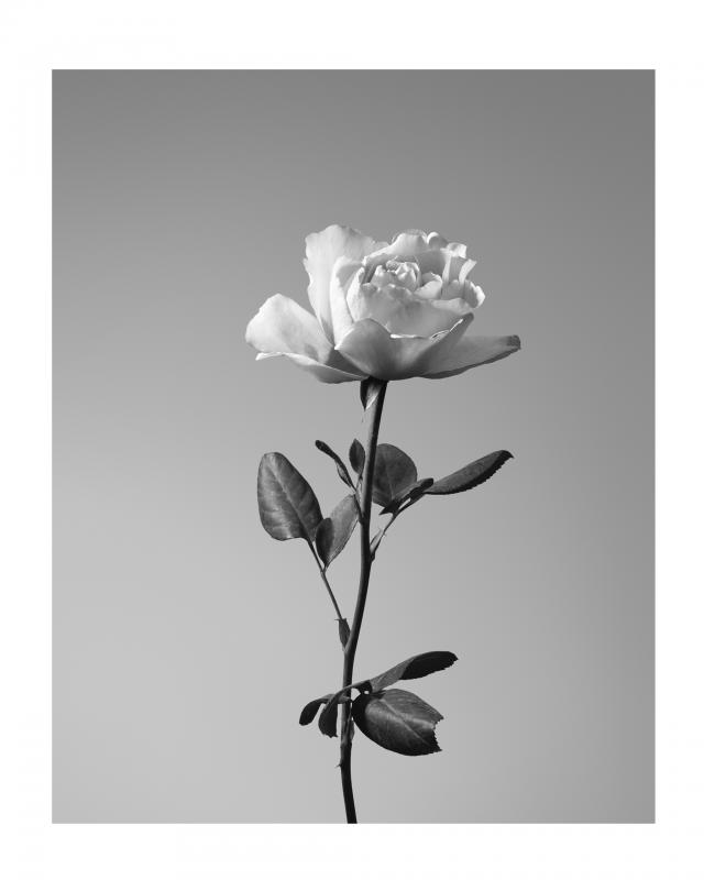 Valentino Donna Rose
